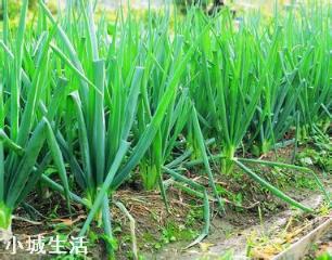 如何防止大葱葱白短,细,空?