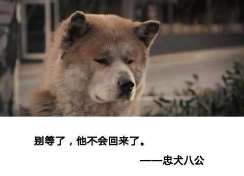 你听过的最美的句子是什么？