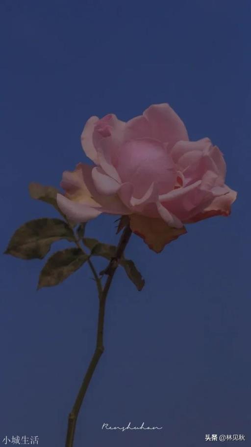 你听过的最美的句子是什么？