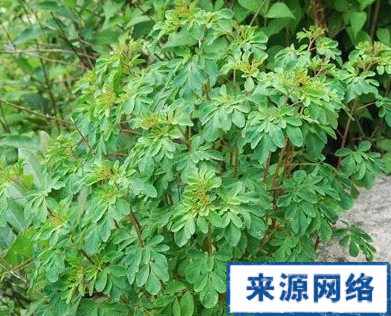 臭节草根的功效与作用