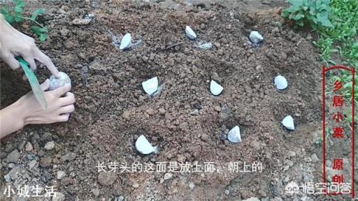 种土豆时,有人说土豆芽要朝上,也有人说应该朝下,具体的种植方法是什么呢?