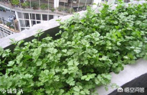 霜降之后可以种香菜吗？为什么？