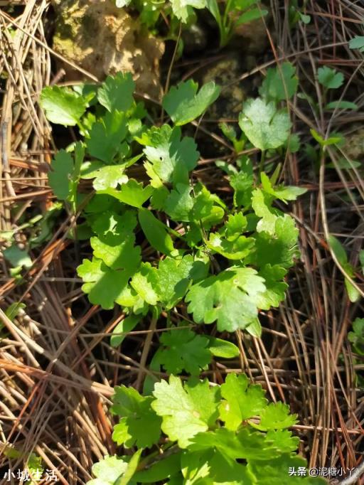 霜降之后可以种香菜吗？为什么？