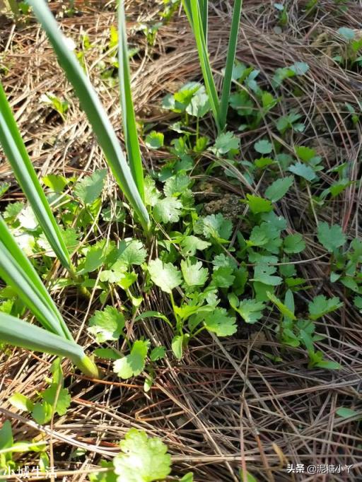 霜降之后可以种香菜吗？为什么？