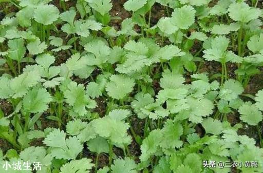 霜降之后可以种香菜吗？为什么？