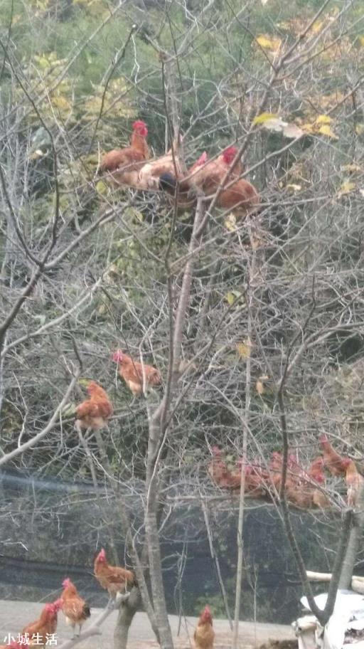 养鸡有哪些销售渠道？