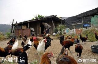 养殖土鸡不能够使用精细饲料。那么，用什么食物来喂土鸡营养最好，最全面？