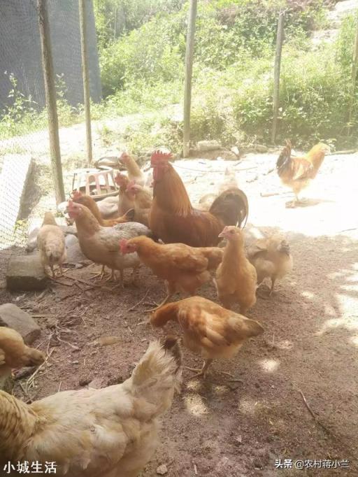 养殖土鸡不能够使用精细饲料。那么，用什么食物来喂土鸡营养最好，最全面？