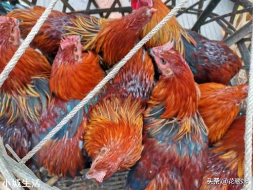 放养土鸡喂什么比较好，怎样才叫正宗的土鸡？