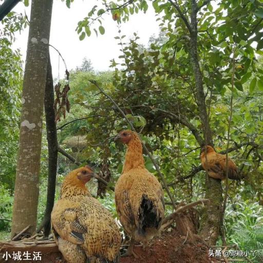 放养土鸡喂什么比较好，怎样才叫正宗的土鸡？