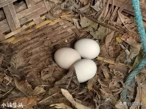 放养土鸡喂什么比较好，怎样才叫正宗的土鸡？