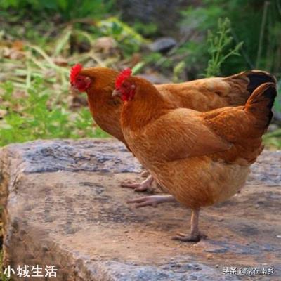 放养土鸡喂什么比较好，怎样才叫正宗的土鸡？