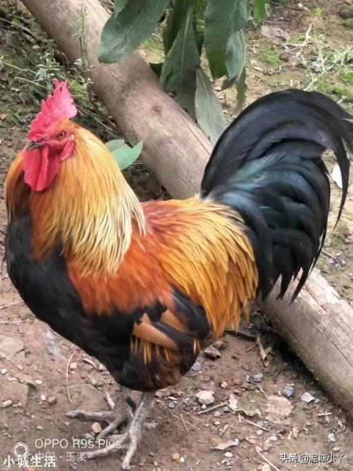 放养土鸡喂什么比较好，怎样才叫正宗的土鸡？