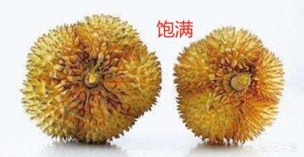 如何挑选榴莲？
