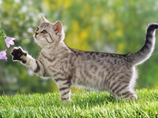 刚出生的猫有跳蚤吗？怎样才能去除猫咪的尿味？