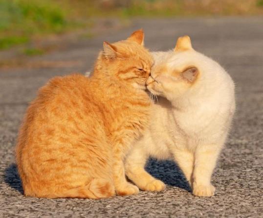 刚出生的猫有跳蚤吗？怎样才能去除猫咪的尿味？