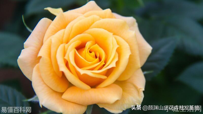 黄玫瑰代表什么意思(黄玫瑰代表网络用语是什么梗)