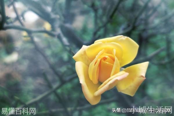 黄玫瑰代表什么意思(黄玫瑰代表网络用语是什么梗)