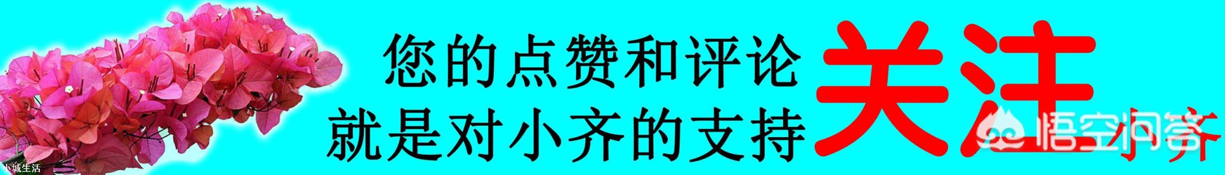 种植兰花用什么土最好？