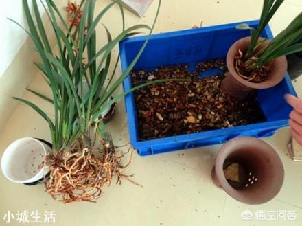 种植兰花用什么土最好？