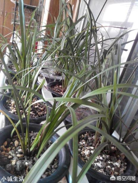 种植兰花用什么土最好？