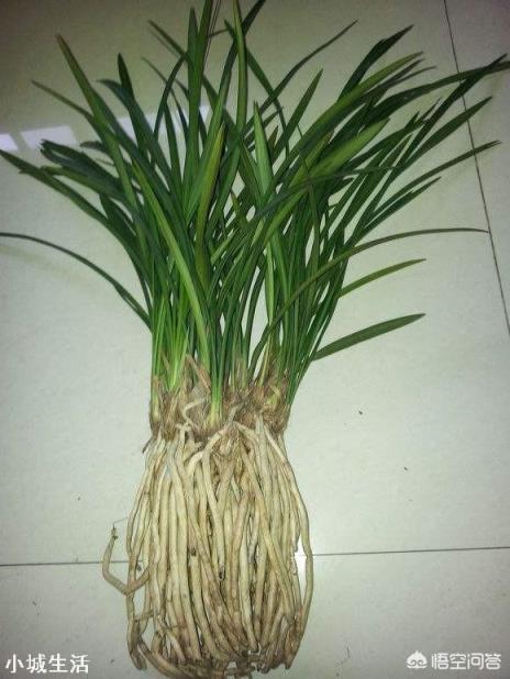 种植兰花用什么土最好？