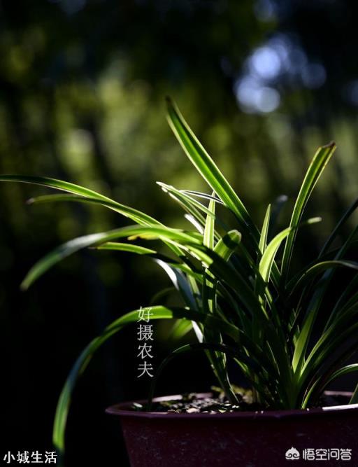 种植兰花用什么土最好？