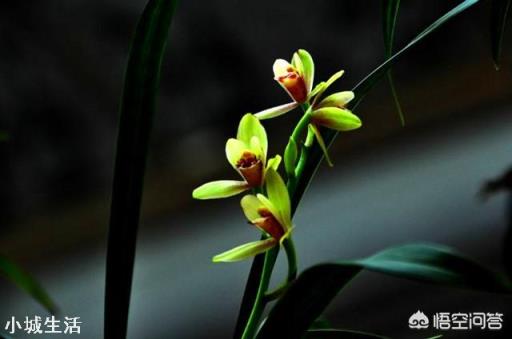 种植兰花用什么土最好？
