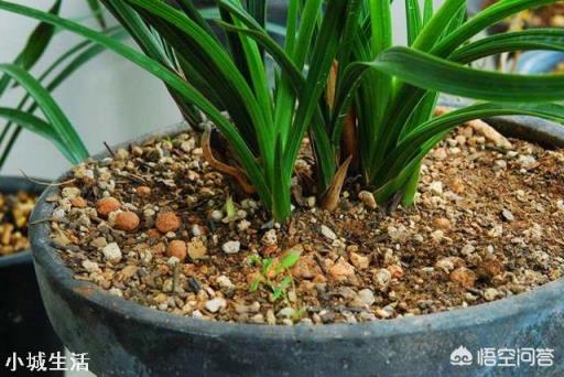 种植兰花用什么土最好？