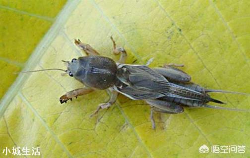 秋季是韭菜生长旺季，韭菜都爱滋生哪些虫害？应该如何防治？