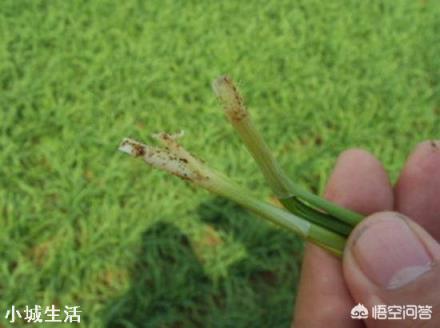 秋季是韭菜生长旺季，韭菜都爱滋生哪些虫害？应该如何防治？