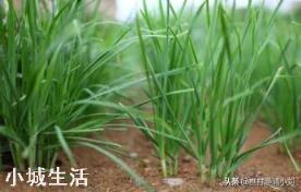 秋季是韭菜生长旺季，韭菜都爱滋生哪些虫害？应该如何防治？