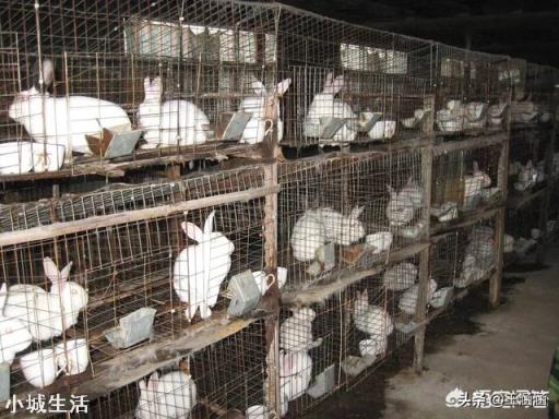 一只母兔一年可以产多少次?一次产几只?