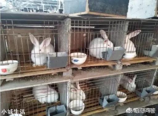 一只母兔一年可以产多少次?一次产几只?