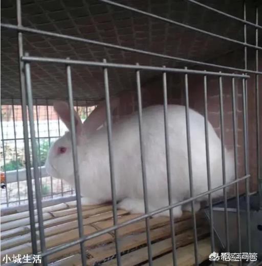 一只母兔一年可以产多少次?一次产几只?