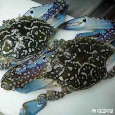 怎么挑选最鲜的海鲜？