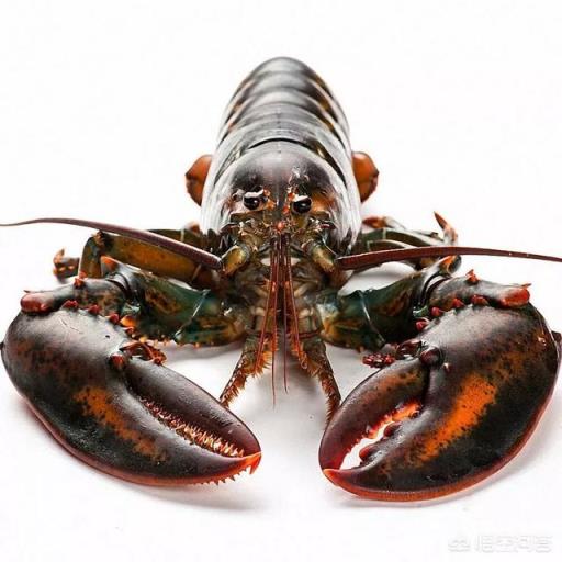 怎么挑选最鲜的海鲜？