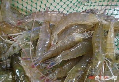 怎么挑选最鲜的海鲜？