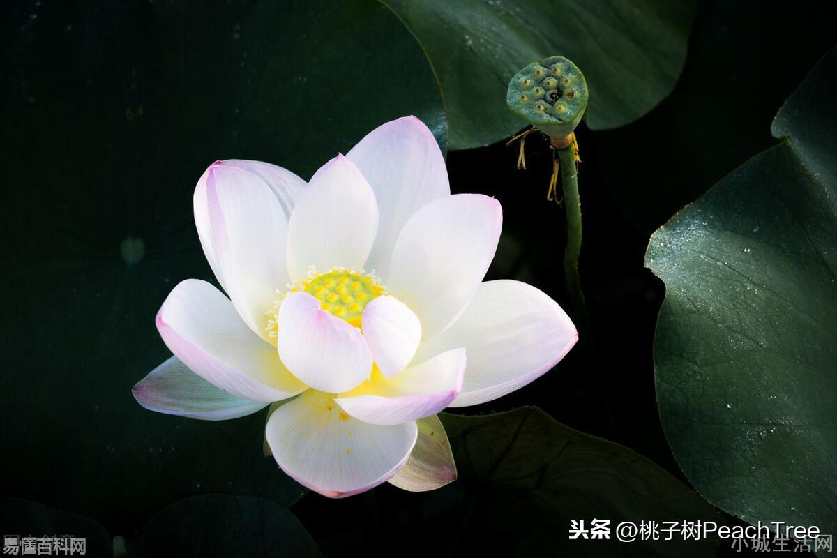 不解藏踪迹的解是什么意思(不解藏踪迹的解的网络用语是什么梗)