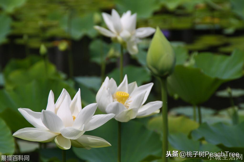 不解藏踪迹的解是什么意思(不解藏踪迹的解的网络用语是什么梗)