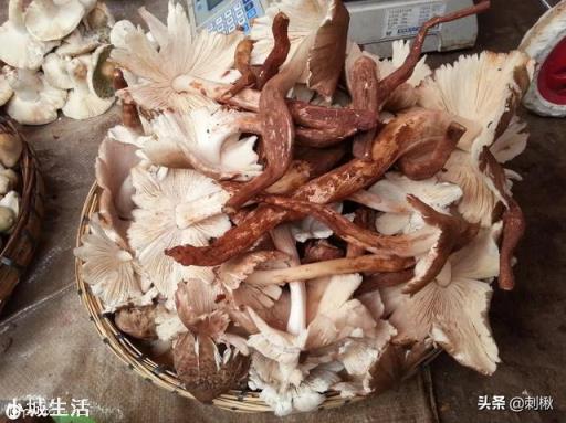 农民去山上采蘑菇，最怕遇见什么？