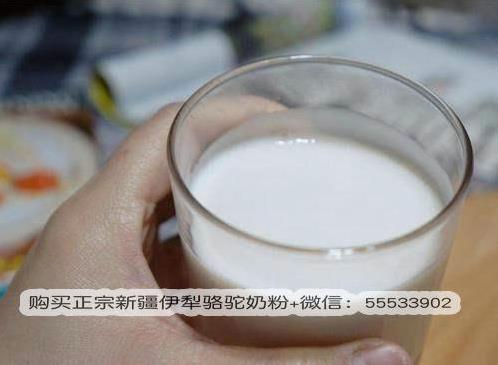 哪里能买到正宗新疆骆驼奶粉?真的骆驼奶粉价格是多少?