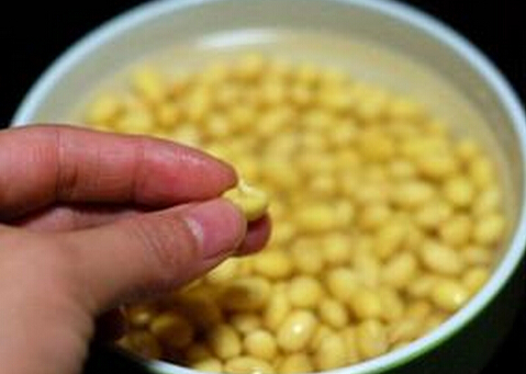 发芽豆还可以用吗?发芽豆打豆浆更鲜美