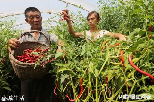 自家地里种植辣椒，长出许多杂草，有害吗？需不需要拨除？