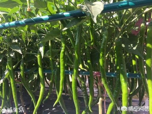 自家地里种植辣椒，长出许多杂草，有害吗？需不需要拨除？