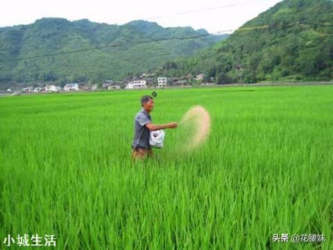 村里的老人都说，以前她们都是用生盐和草木灰种红薯的，生盐可以做肥料用吗？