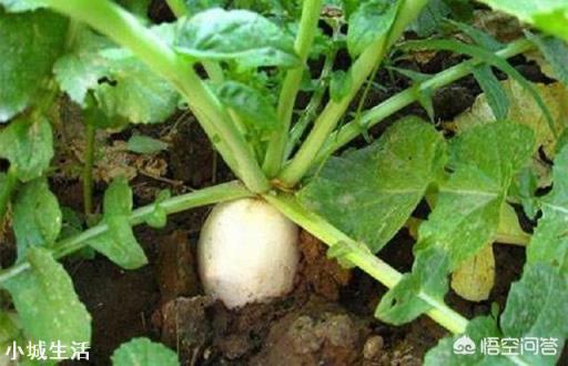 萝卜栽培什么时间间苗？怎样定苗最好？留苗多少？