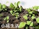 萝卜栽培什么时间间苗？怎样定苗最好？留苗多少？