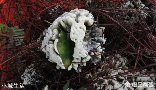 怎样可以捡到更多的野生菌？