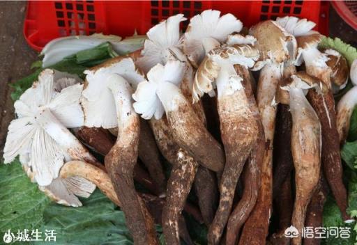 怎样可以捡到更多的野生菌？